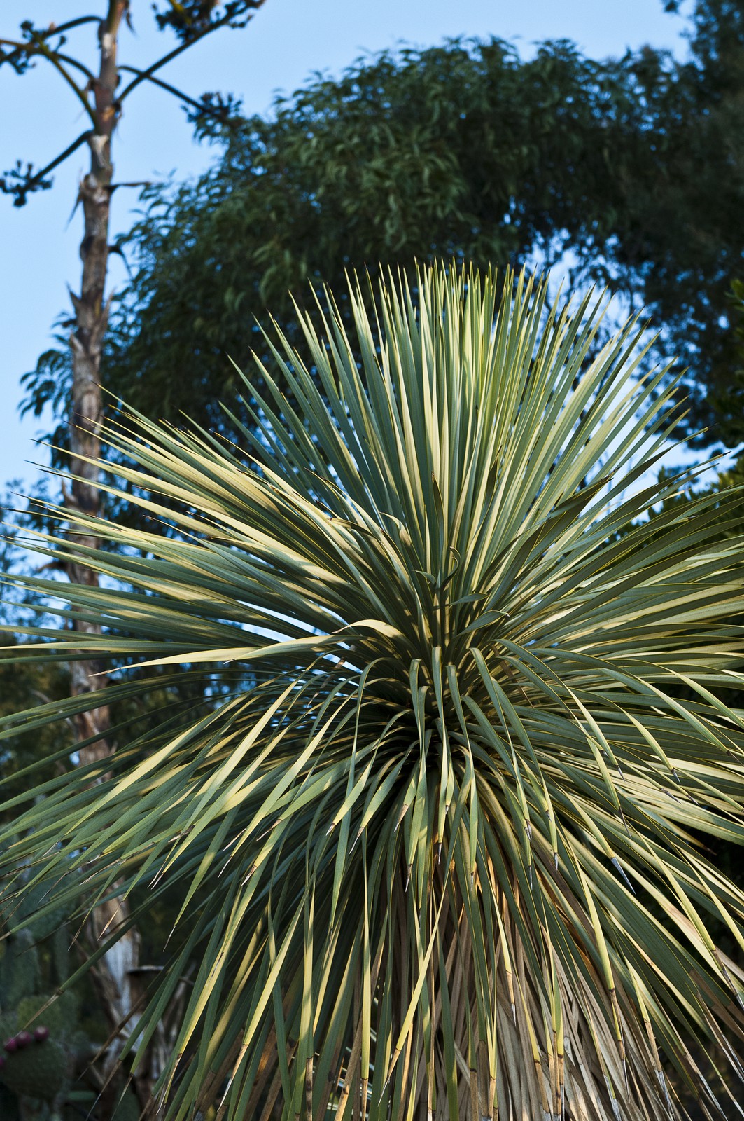 Yucca rostrata Yucca rostrata