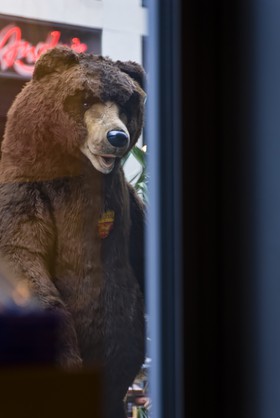 Ours berlinois