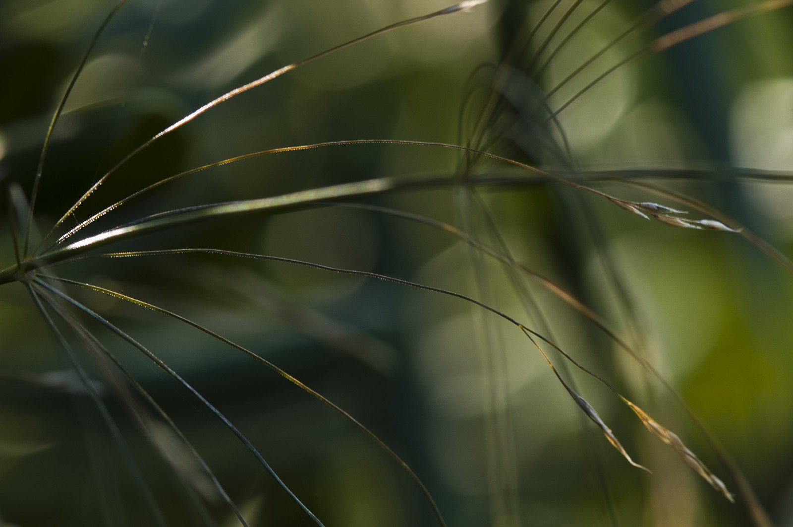 Herbe Herbe