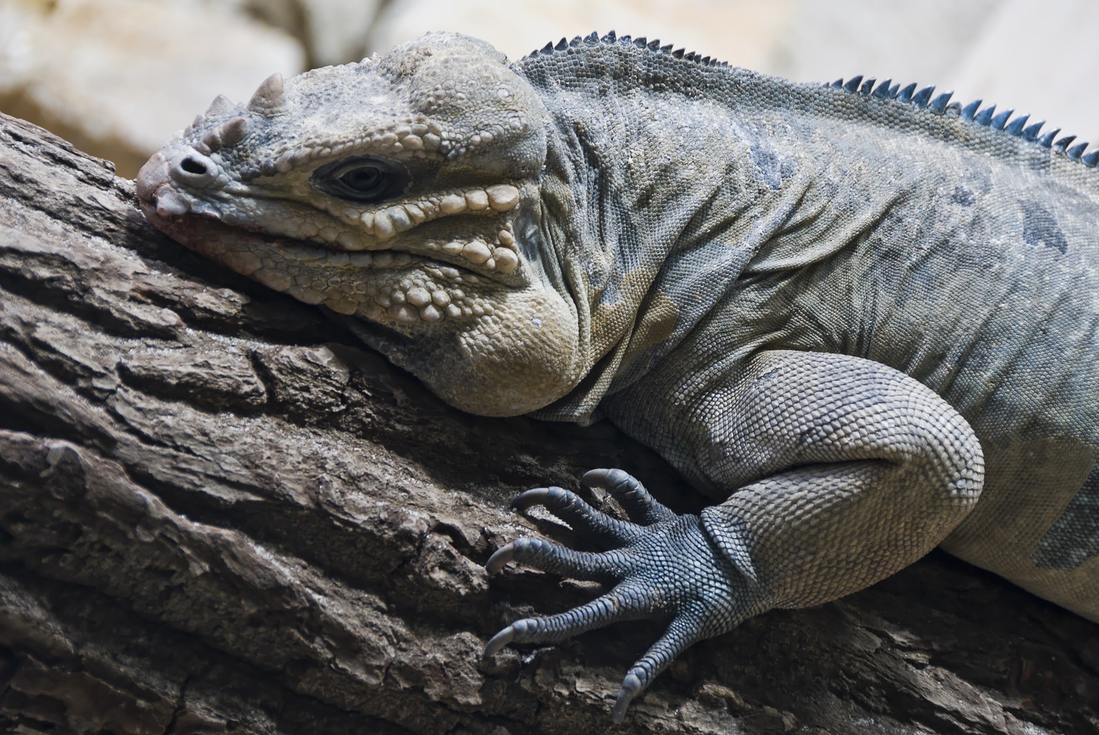 Iguane