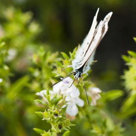 Papillon (Azuré)