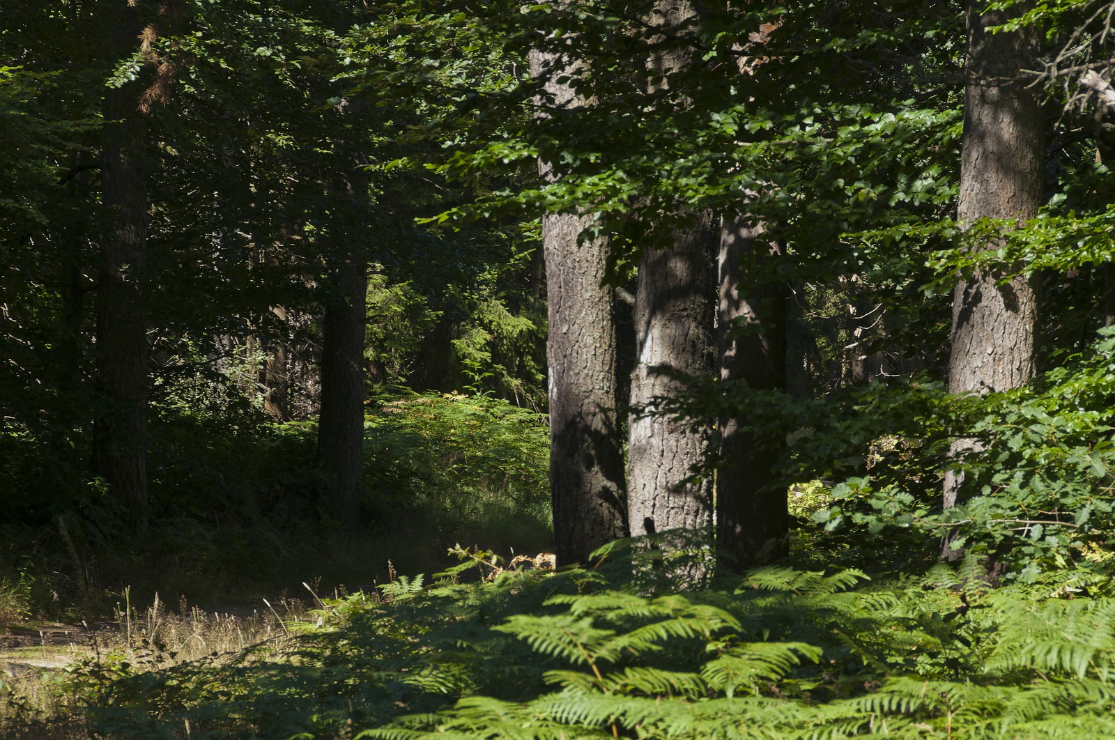 Sous-bois Sous-bois