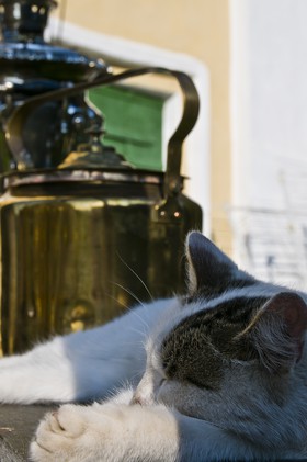 Sieste