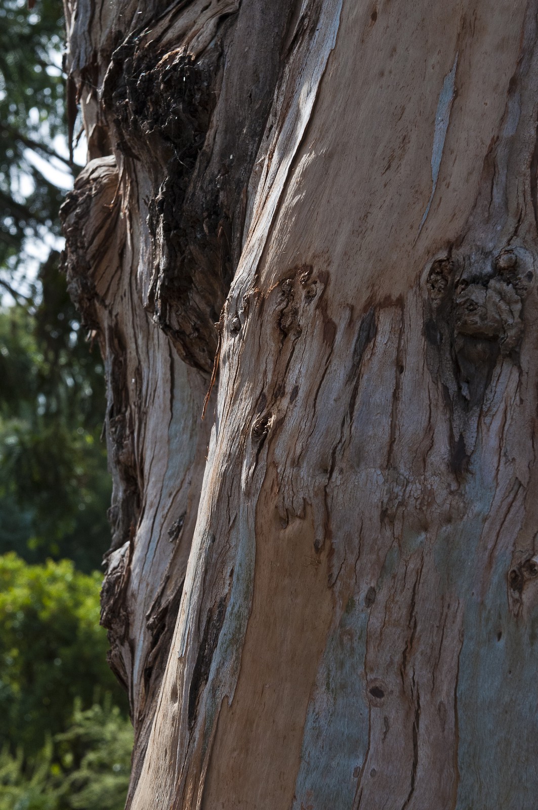 Eucalyptus Eucalyptus