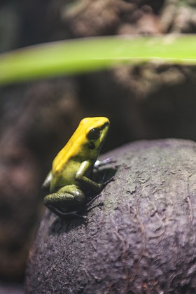 Phyllobates bicolor