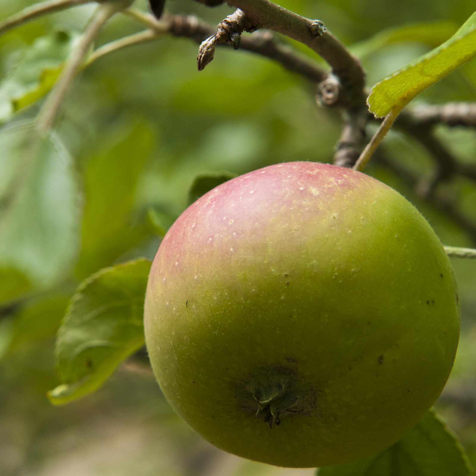 Pomme sur l'arbre Pomme sur l'arbre