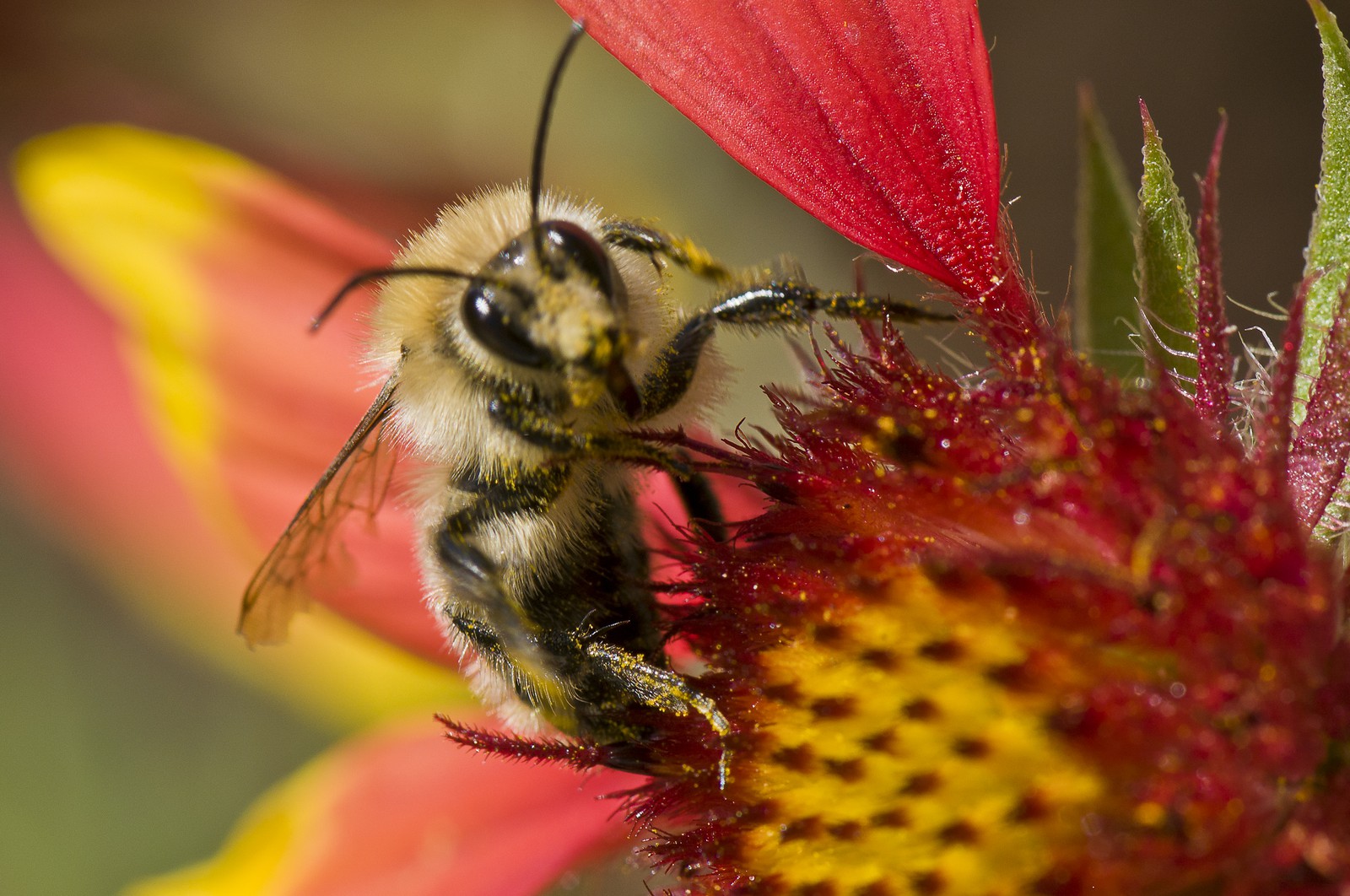 Abeille butinant