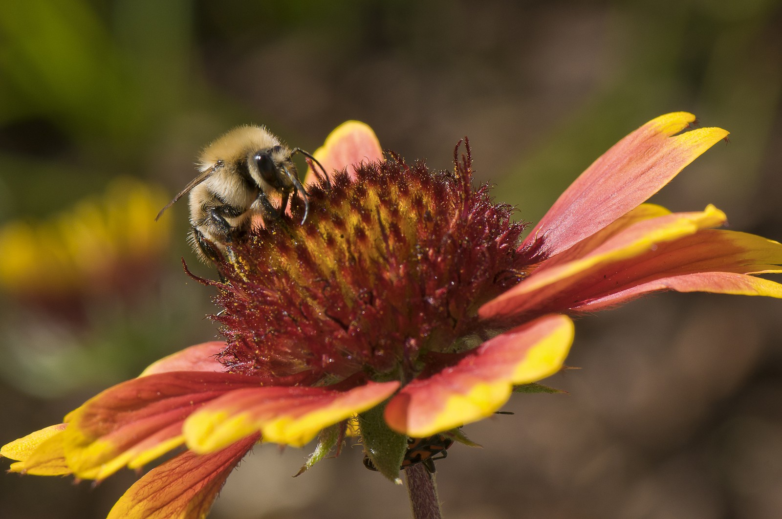 Abeille butinant