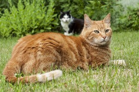 Chat roux