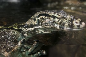 Varan