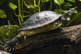 Tortue