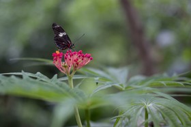 Papillon