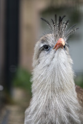 Cariama huppé