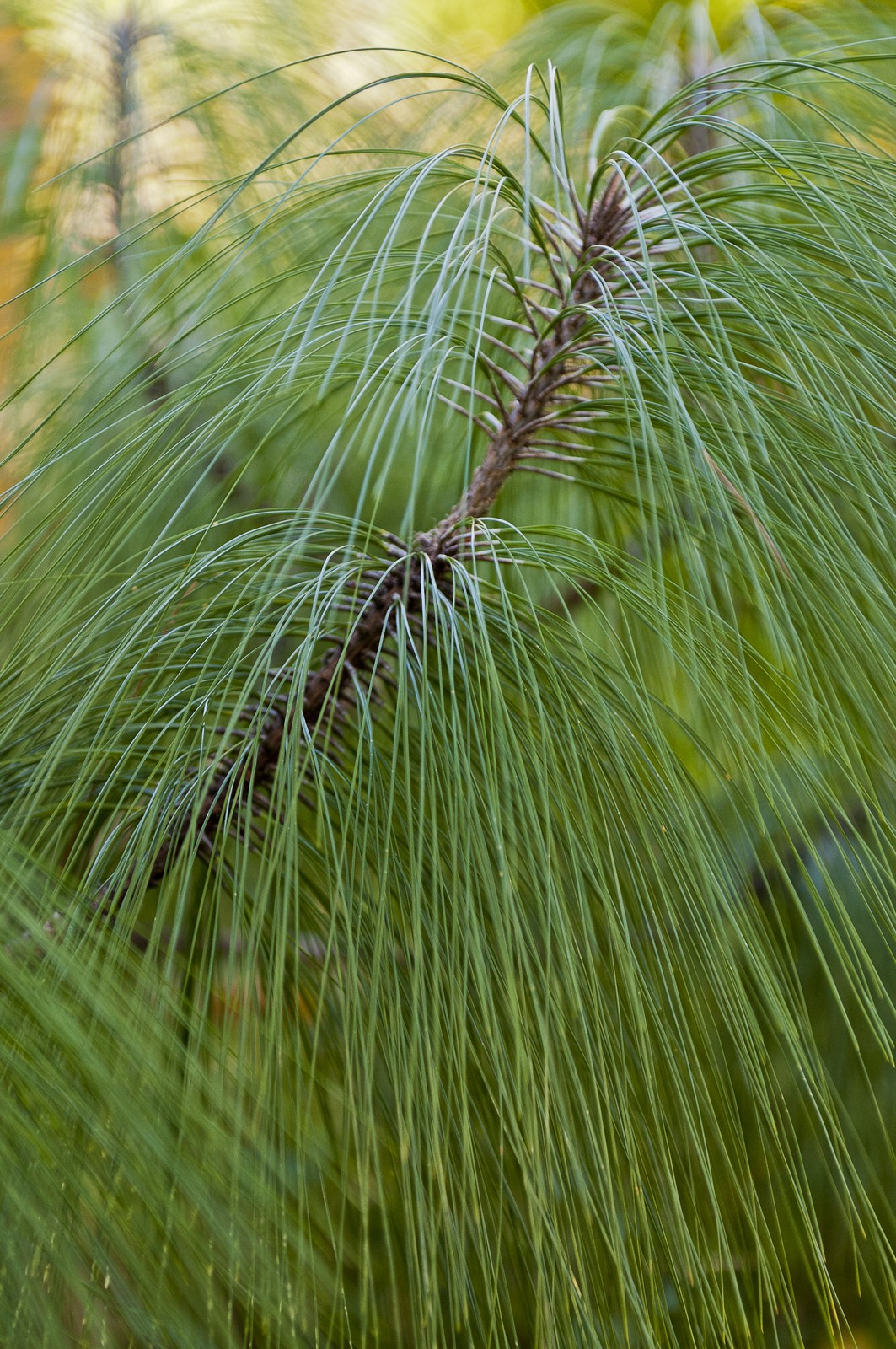 Branches de pins Branches de pins