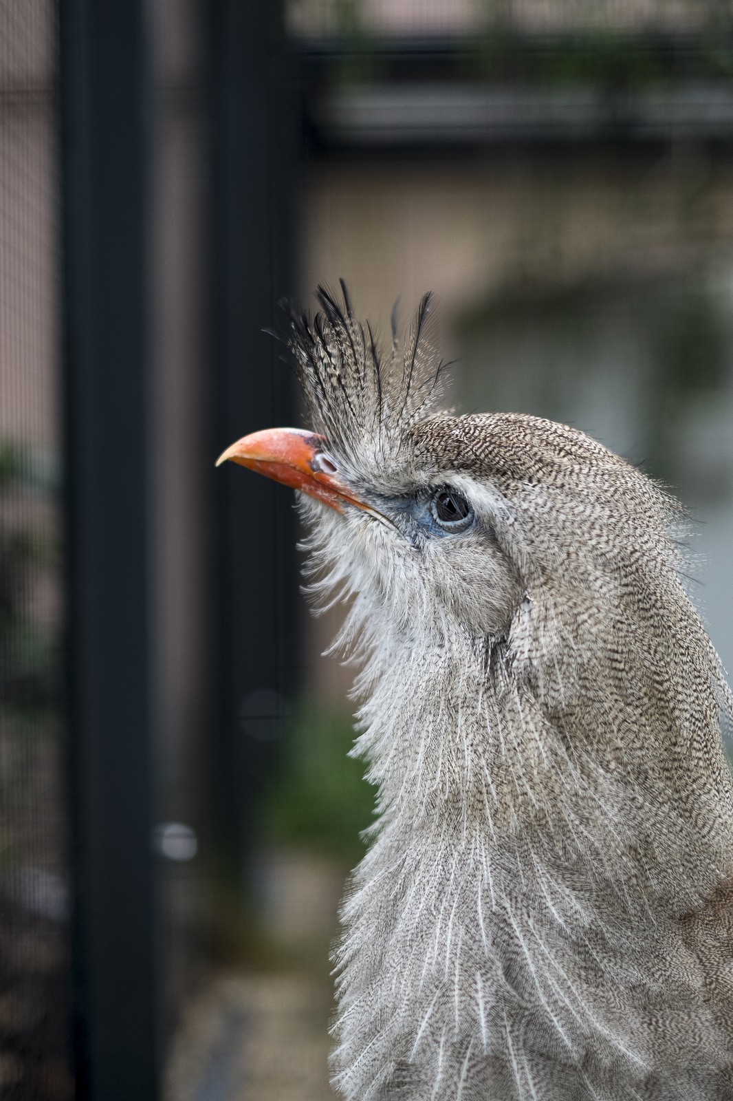Cariama huppé