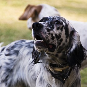Setter anglais