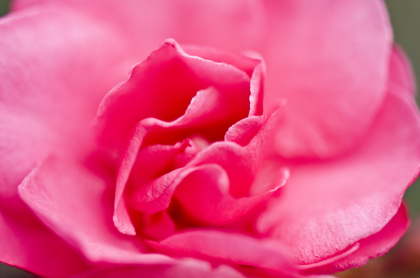 Rose Rose