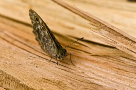 Papillon