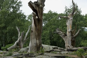 Arbres morts