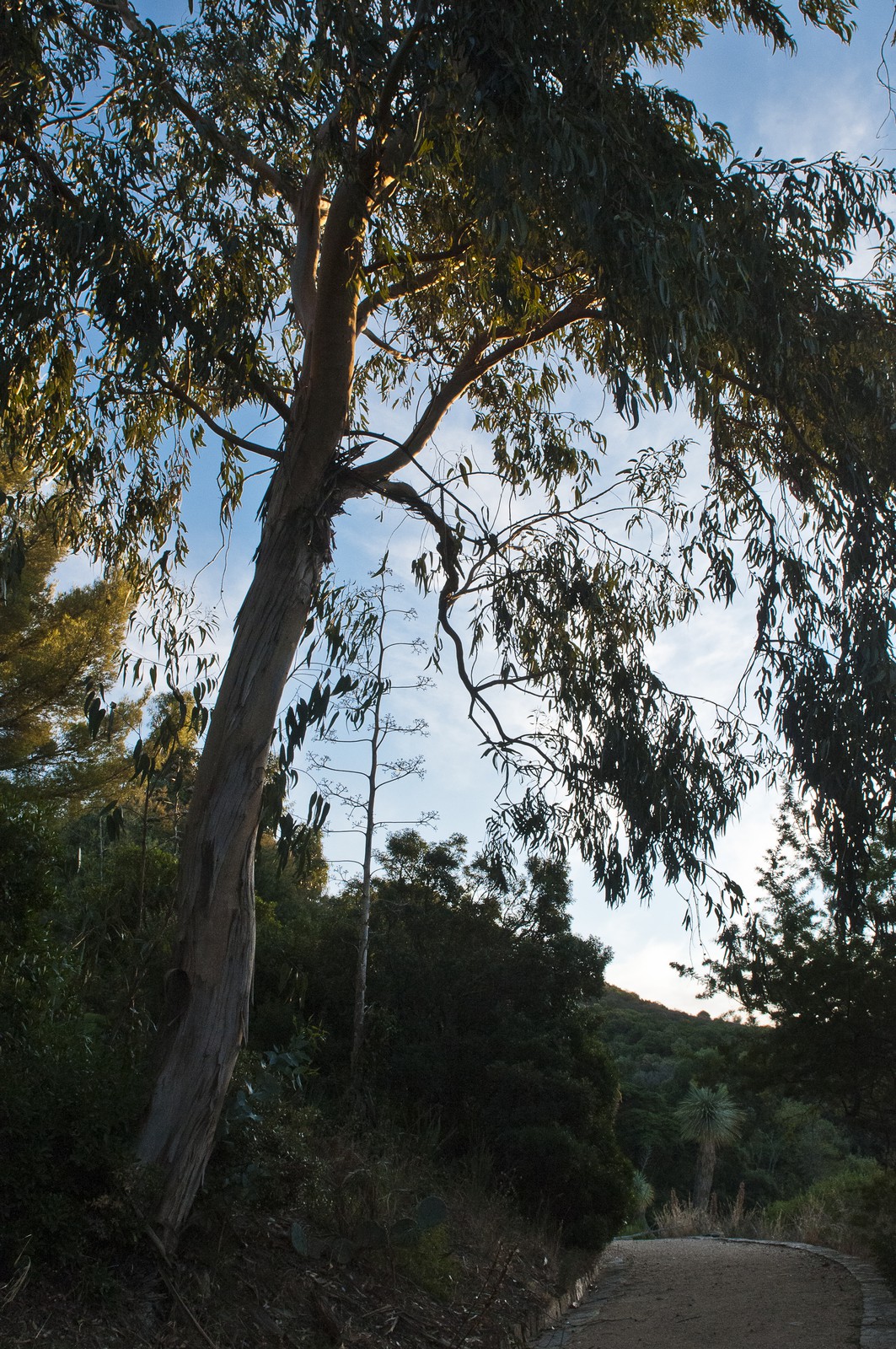 Eucalyptus Eucalyptus