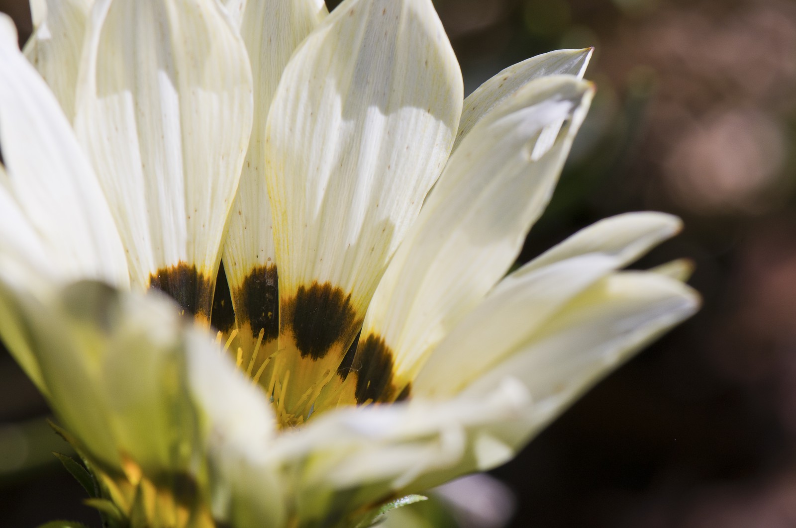 Fleur Fleur