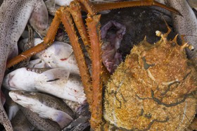 Araignée de mer