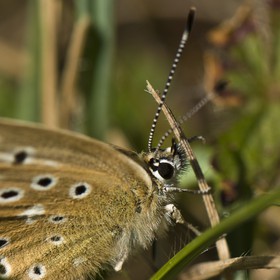 Papillon (Azuré)